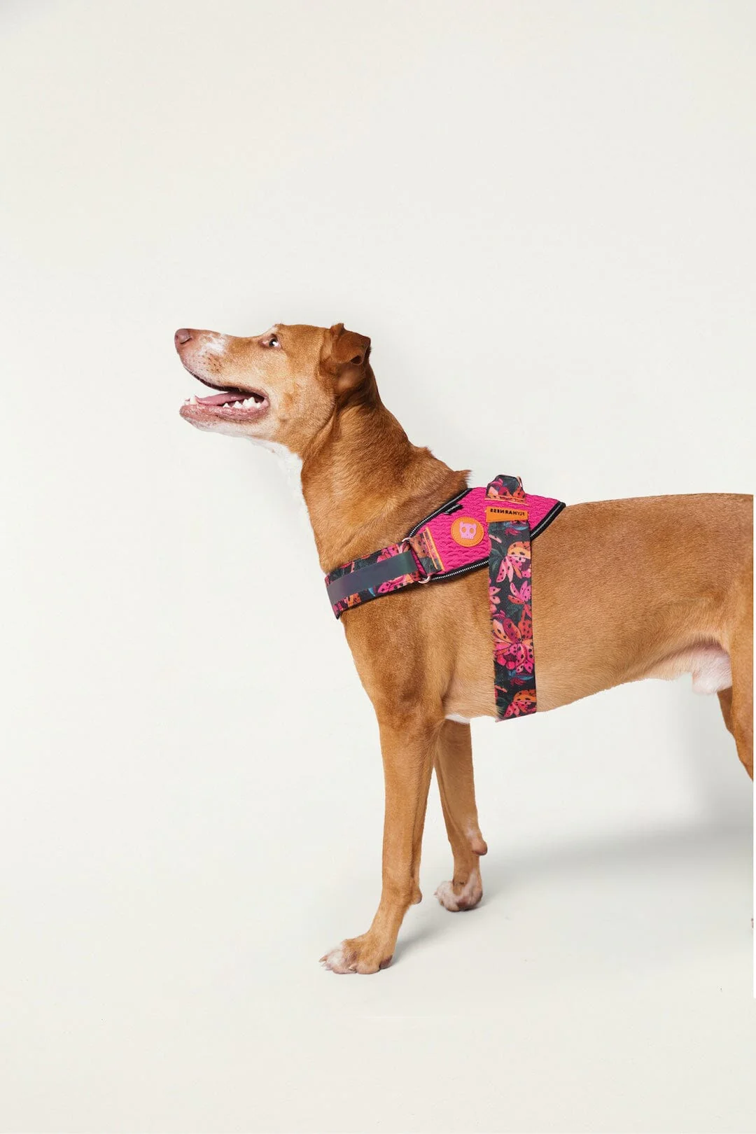 Zeedog Farm Onca Flyharness - Size 3 - Image 5
